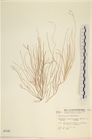 長松藻藏品圖，第1張