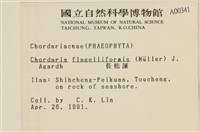 長松藻藏品圖，第2張