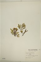 厚緣藻藏品圖，第3張