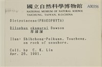厚緣藻藏品圖，第2張