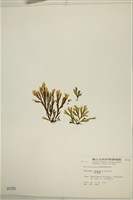 厚緣藻藏品圖，第3張