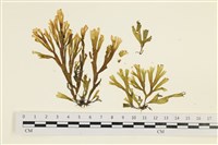 厚緣藻藏品圖，第1張