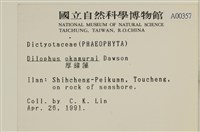 厚緣藻藏品圖，第2張