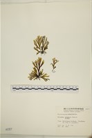 厚緣藻藏品圖，第1張
