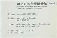 南方團扇藻藏品圖，第2張