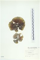 南方團扇藻藏品圖，第1張