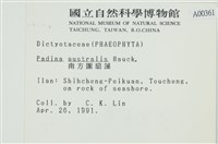 南方團扇藻藏品圖，第2張
