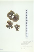南方團扇藻藏品圖，第1張