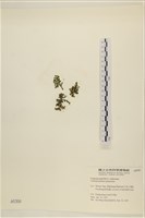 盾葉蕨藻藏品圖，第3張