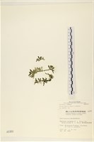 登錄號:A00000369藏品圖，第1張