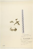 登錄號:A00000370藏品圖，第1張