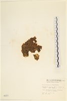 袋苔, 囊藻藏品圖，第1張