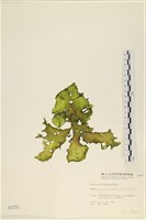 登錄號:A00000379藏品圖，第1張