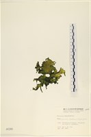登錄號:A00000380藏品圖，第3張