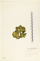 登錄號:A00000381藏品圖，第3張