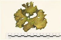 登錄號:A00000381藏品圖，第1張