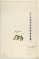 登錄號:A00000383藏品圖，第3張