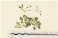 登錄號:A00000383藏品圖，第1張