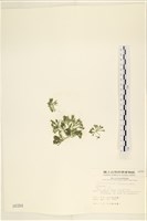 登錄號:A00000384藏品圖，第1張