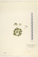 登錄號:A00000385藏品圖，第1張
