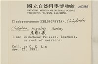 黑剛毛藻藏品圖，第2張