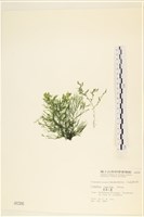 黑剛毛藻藏品圖，第1張
