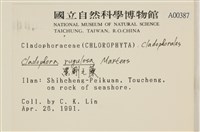 黑剛毛藻藏品圖，第2張