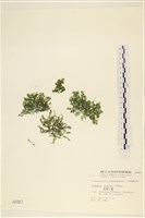 黑剛毛藻藏品圖，第1張