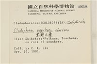 黑剛毛藻藏品圖，第2張