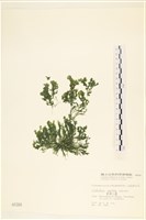 黑剛毛藻藏品圖，第1張