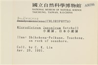 小網藻, 日本小網藻藏品圖，第2張