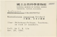 小網藻, 日本小網藻藏品圖，第2張