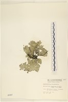 小網藻, 日本小網藻藏品圖，第1張