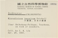 小網藻, 日本小網藻藏品圖，第2張