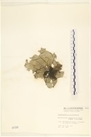 小網藻, 日本小網藻藏品圖，第1張