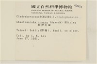 粗硬毛藻, 綠苔藏品圖，第2張
