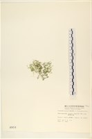 粗硬毛藻, 綠苔藏品圖，第3張