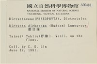 網目藻藏品圖，第2張