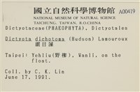 網目藻藏品圖，第2張