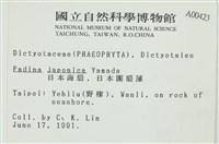 日本海扇, 日本團扇藻藏品圖，第2張