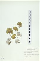 日本海扇, 日本團扇藻藏品圖，第1張