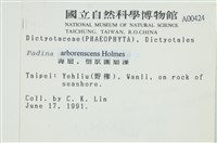 樹狀團扇藻藏品圖，第2張