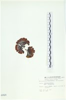 樹狀團扇藻藏品圖，第3張