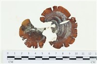 樹狀團扇藻藏品圖，第1張