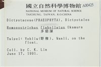 多扇藻藏品圖，第2張