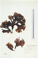 多扇藻藏品圖，第1張