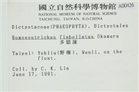 多扇藻藏品圖，第2張