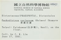 厚網目藻藏品圖，第2張