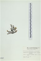 厚網目藻藏品圖，第3張