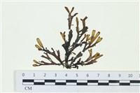 厚網目藻藏品圖，第1張